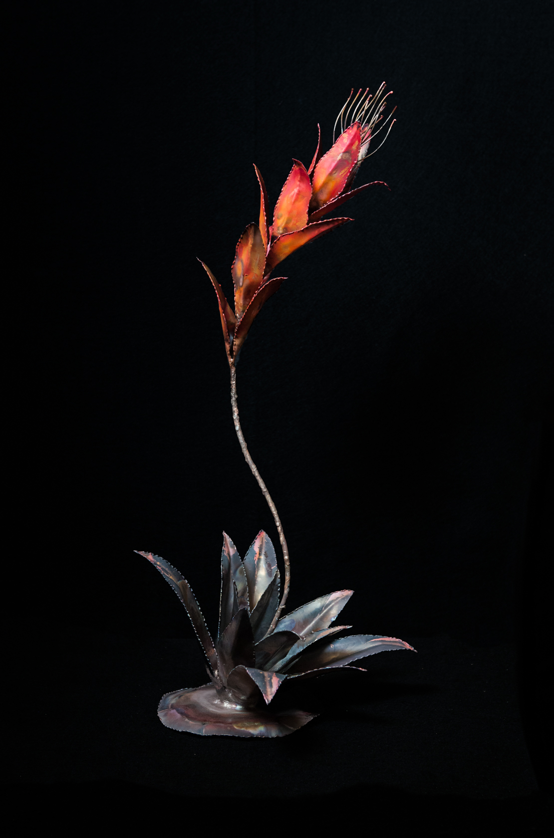 Bromeliad 1