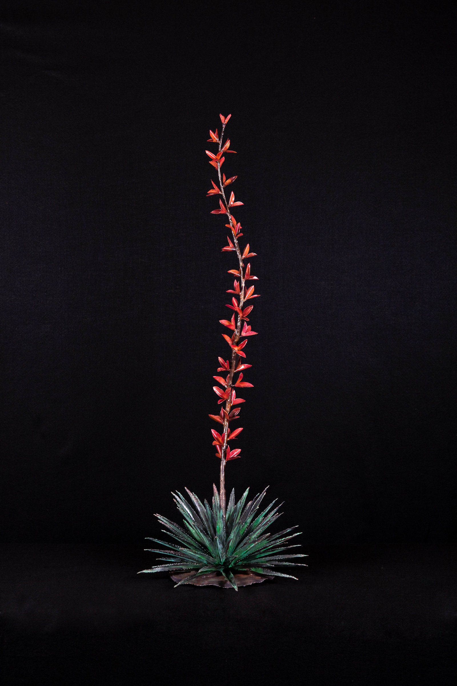 S Shaped Yucca Red Blooms