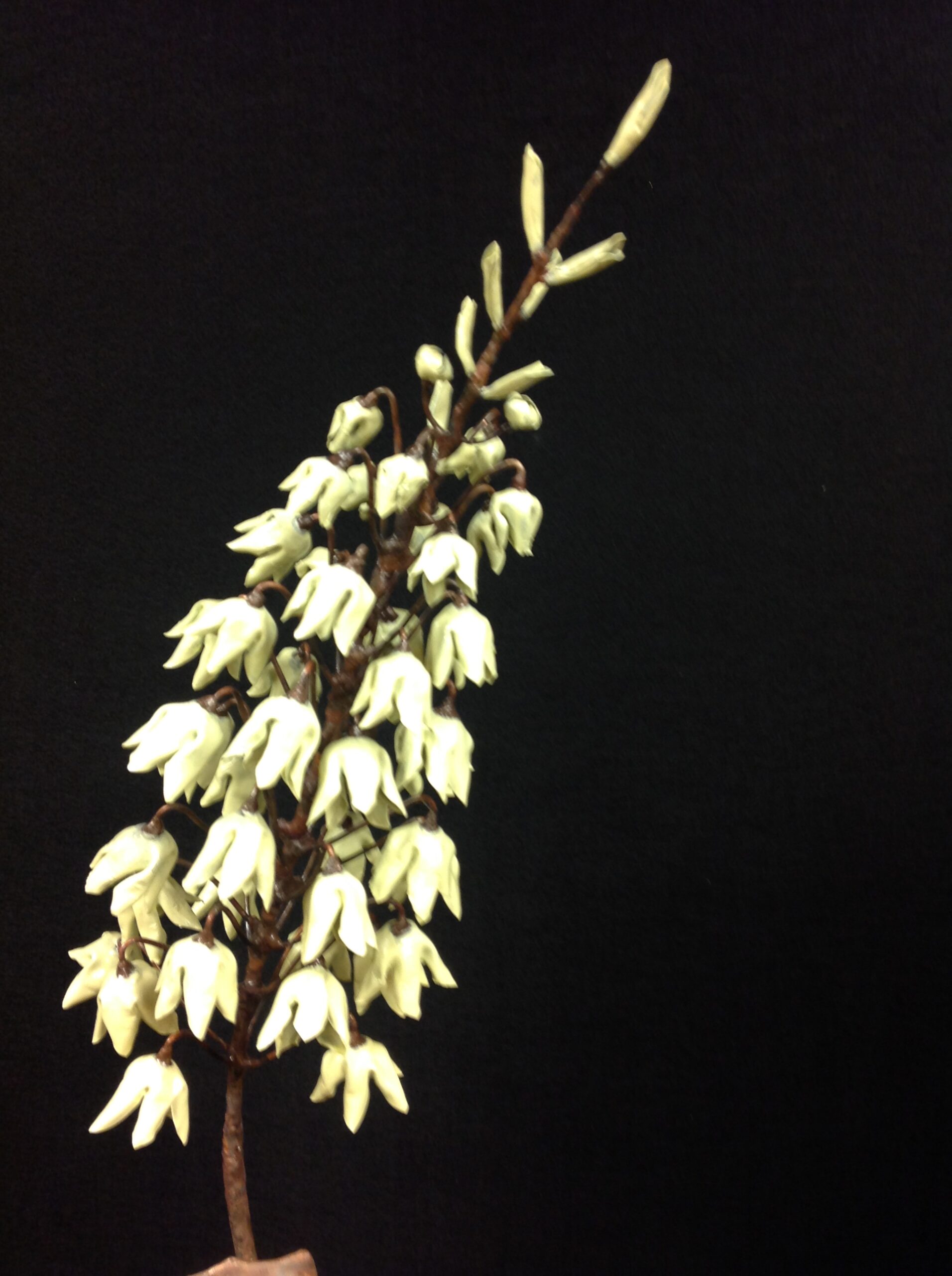 White Yucca Bloom Closeup IMG 2109